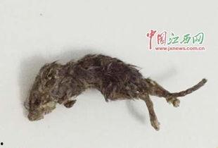 巨型老鼠爆料视频大全,揭秘神秘生物的惊悚真相 第3张 巨型老鼠爆料视频大全,揭秘神秘生物的惊悚真相 第3张